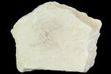 Jurassic Brittle Star (Ophiopetra) Fossil Plate - Solnhofen #111221-1